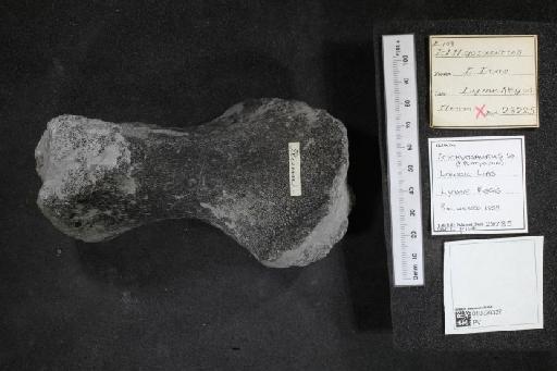 Ichthyosaurus De la Beche & Conybeare, 1821 - 010020327_L010040094