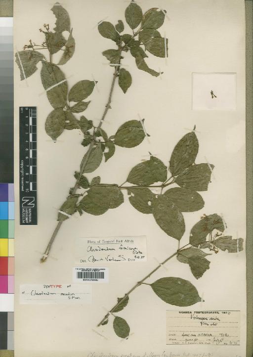 Clerodendron formicarum Gürke - BM000798652