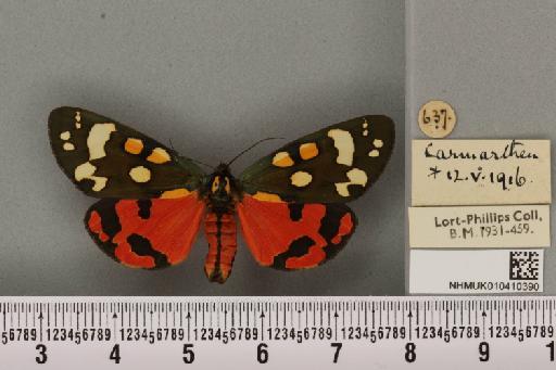 Callimorpha dominula (Linnaeus, 1758) - NHMUK_010410390_522366