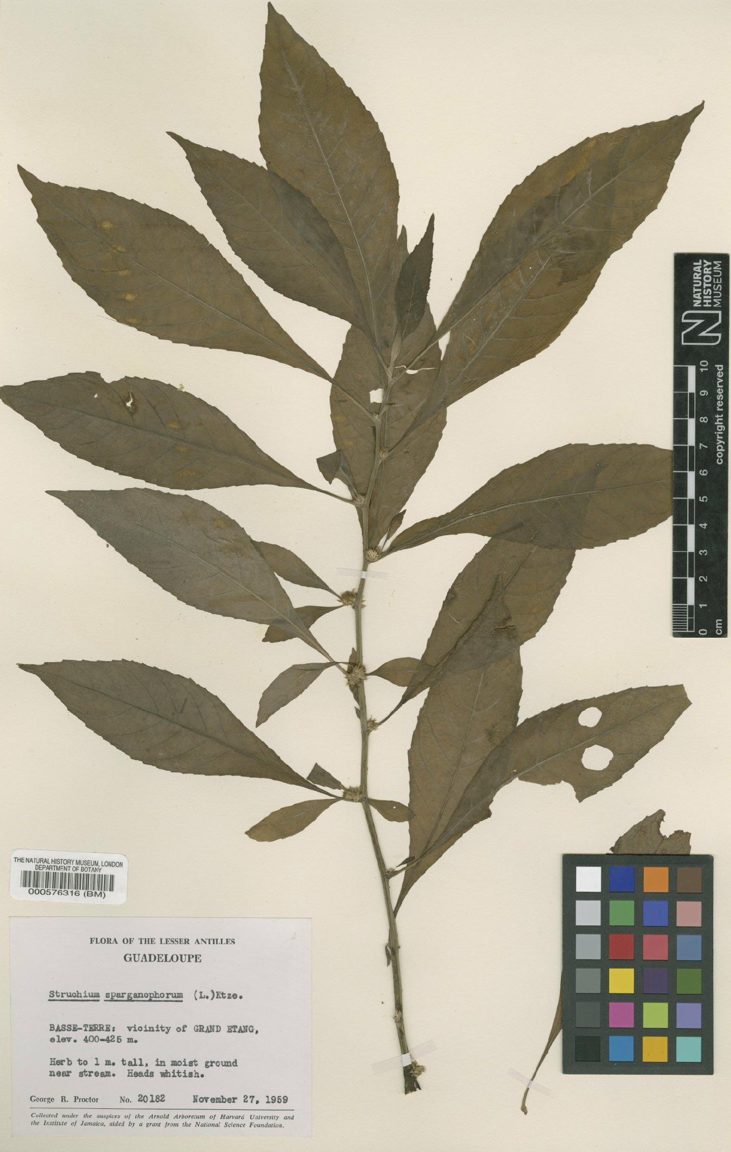To NHMUK collection (Struchium sparganophorum (L.) Kuntze; Epitype; NHMUK:ecatalogue:4614712)
