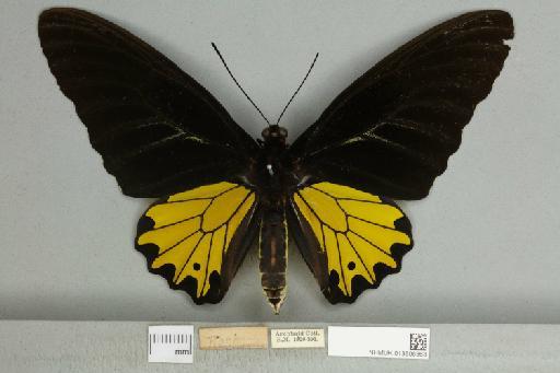 Troides helena cerberus Rothschild, 1895 - 013606363__599291