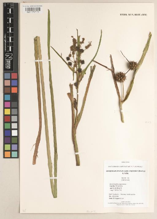 Sparganium erectum subsp. neglectum (Beeby) K.Richt. - 013737102