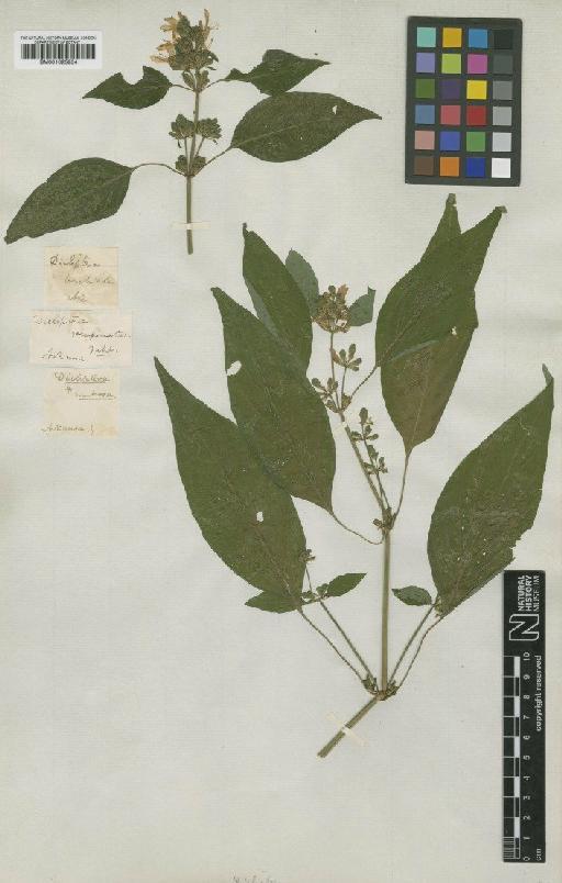 Dicliptera brachiata Spreng. - BM001025254