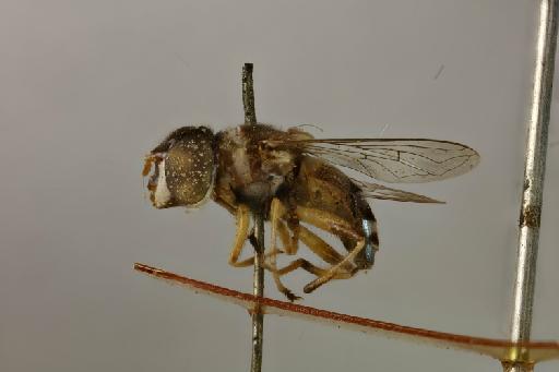 Kertesziomyia conducta (Walker, 1858) - Eristalis_conductus_LT_NHMUK010369547_lateral