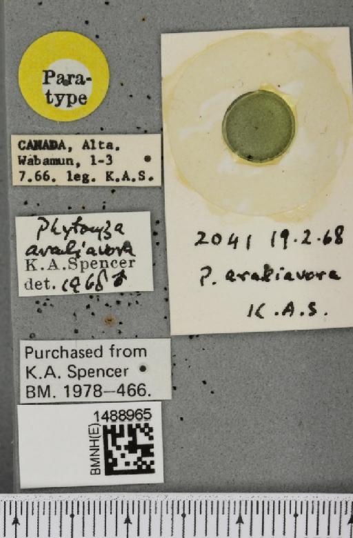 Phytomyza aralivora Spencer, 1969 - BMNHE_1488965_label_53324