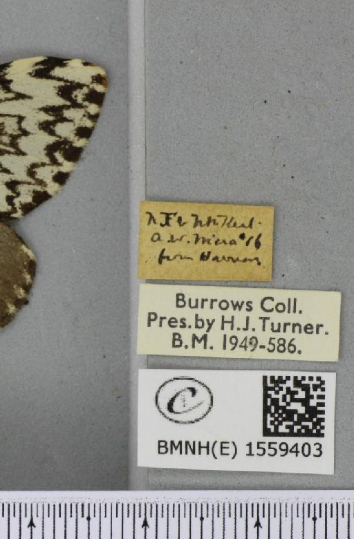 Lymantria monacha (Linnaeus, 1758) - BMNHE_1559403_label_252125