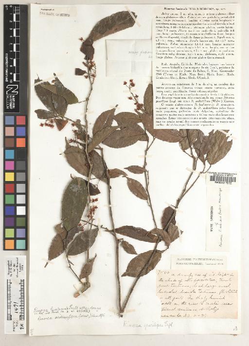 Rinorea lualensis Exell & Mendonça - BM000617972