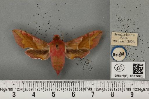 Deilephila porcellus (Linnaeus, 1758) - BMNHE_1637881_206934