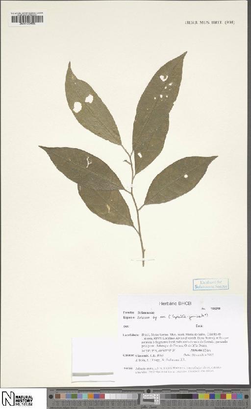 Solanum lissum Giacomin & S.Knapp - BM001034882