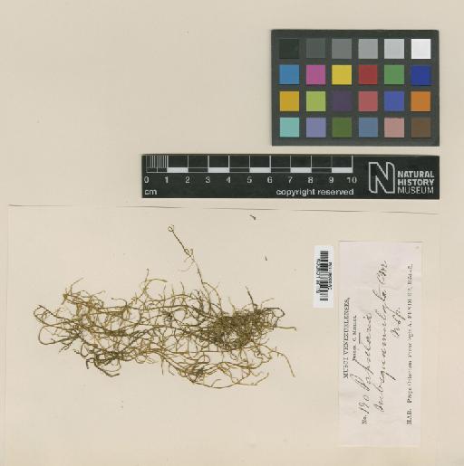 Papillaria penicillata (Dozy & Molk.) Broth. - BM000961134_a