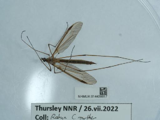 Tipula oleracea - 014438617_4