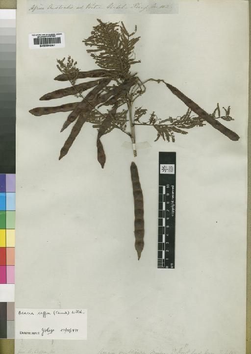 Acacia caffra (Thunb.) Willd. - BM000842067