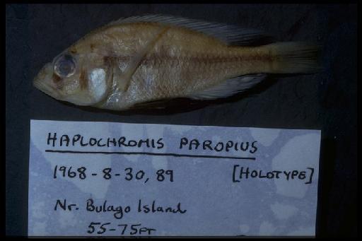 Haplochromis paropius Greenwood & Gee, 1969 - Haplochromis paropius; 1968.8.30.89