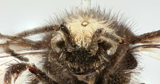 Traumatomutilla fascinata (Smith, F., 1879) - 010819776_Traumatomutilla_fascinata_holotype_head