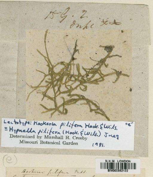 Hypnella pilifera (Hook. & Wilson) A.Jaeger & Sauerb. - BM000862132