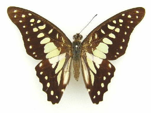 Graphium bathycloides (Honrath) - Graphium bathycles bathycloides Honrath possible tpye