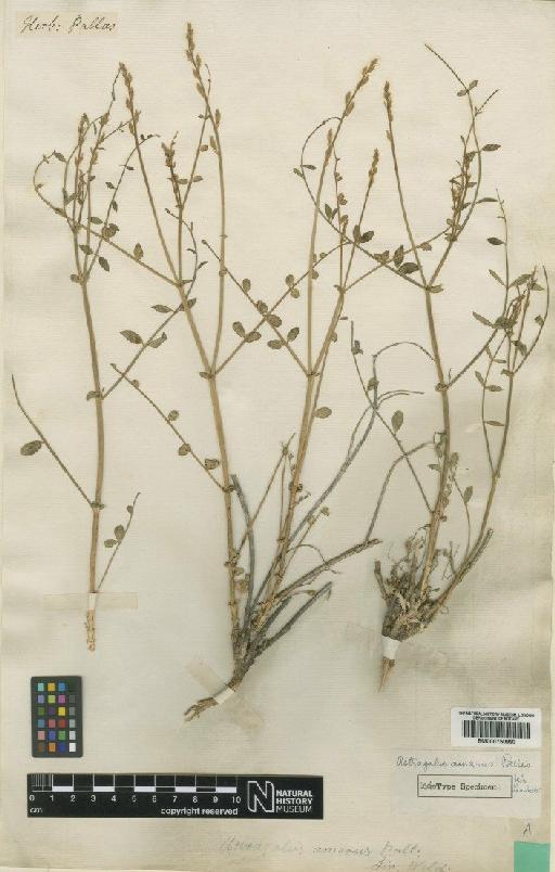 Astragalus amarus Pall. - BM000750993