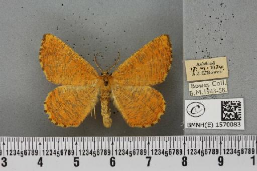 Angerona prunaria (Linnaeus, 1758) - BMNHE_1570083_430435
