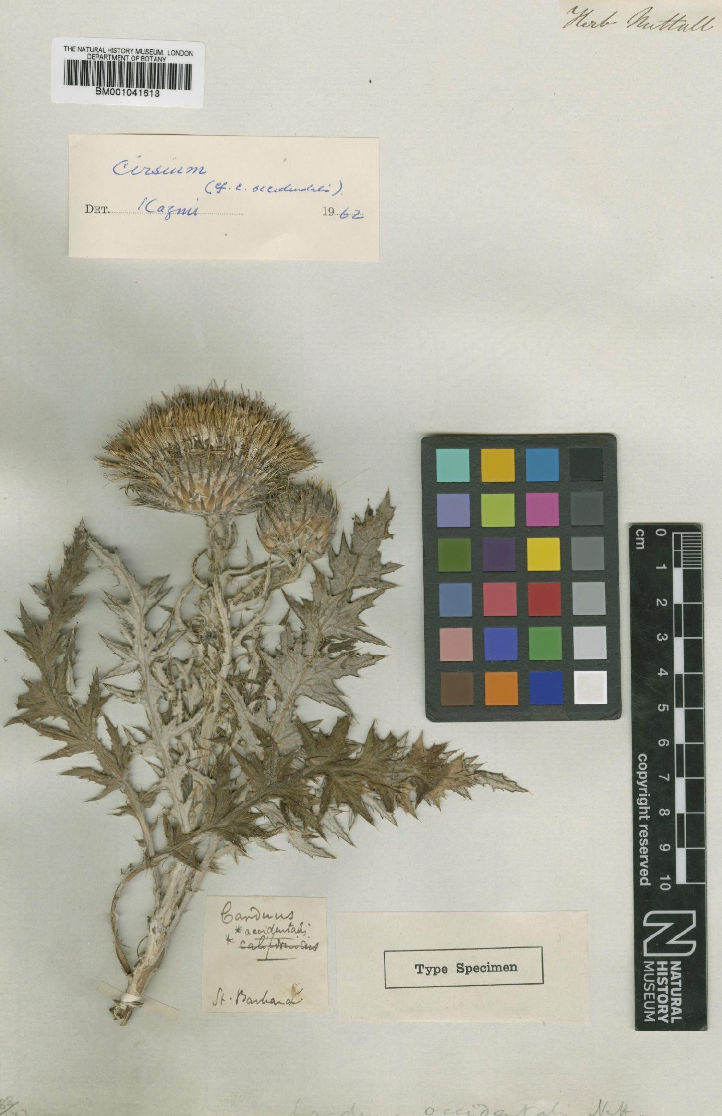 To NHMUK collection (Cirsium occidentale (Nutt.) Jeps.; Type; NHMUK:ecatalogue:1185299)