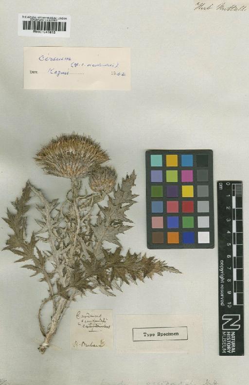 Cirsium occidentale (Nutt.) Jeps. - BM001041613