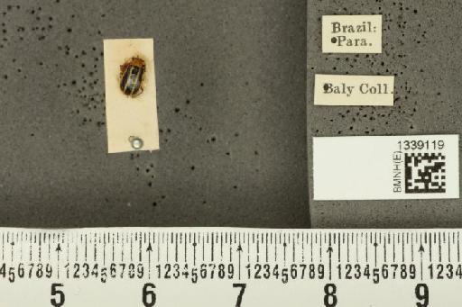 Acalymma bivittulum amazonum Bechyné, 1958 - BMNHE_1339119_20524