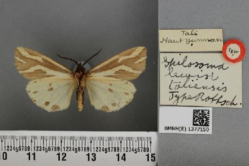 Spilosoma lewisii taliensis Rothschild, 1933 - BMNH(E) 1377150 Spilosoma lewisi taliensis Rothschild type ventral
