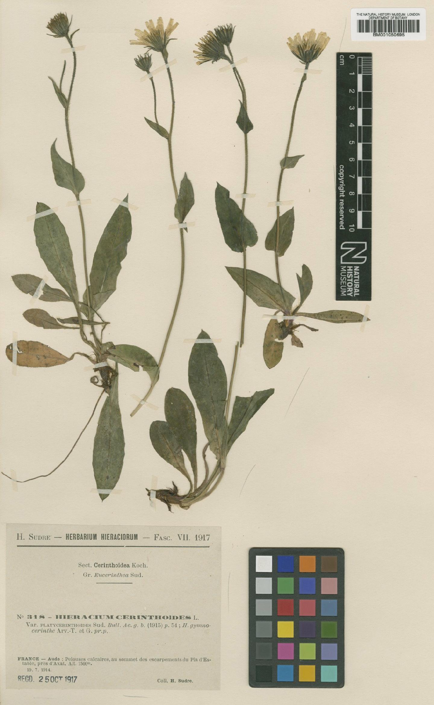 To NHMUK collection (Hieracium cerinthoides subsp. gymnocerinthe (Arv.-Touv. & Gaut.) Zahn; TYPE; NHMUK:ecatalogue:2398129)