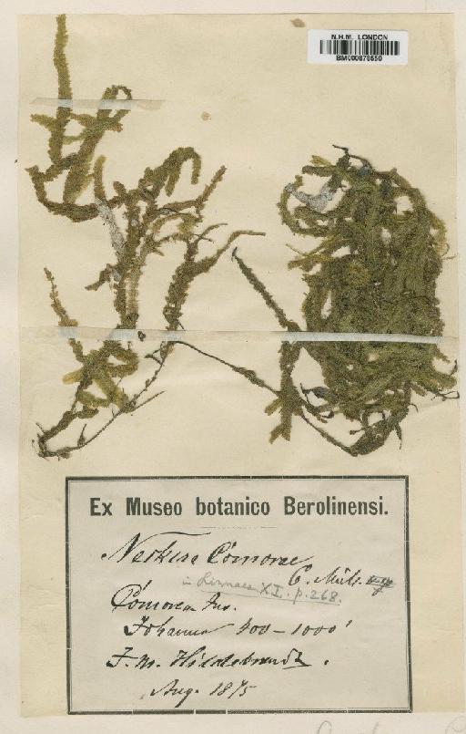 Neckeropsis lepineana (Mont.) M.Fleisch. - BM000878550