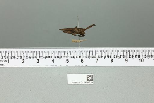 Tripetalocera ferruginea Westwood, 1834 - 012498519_reverse(1)