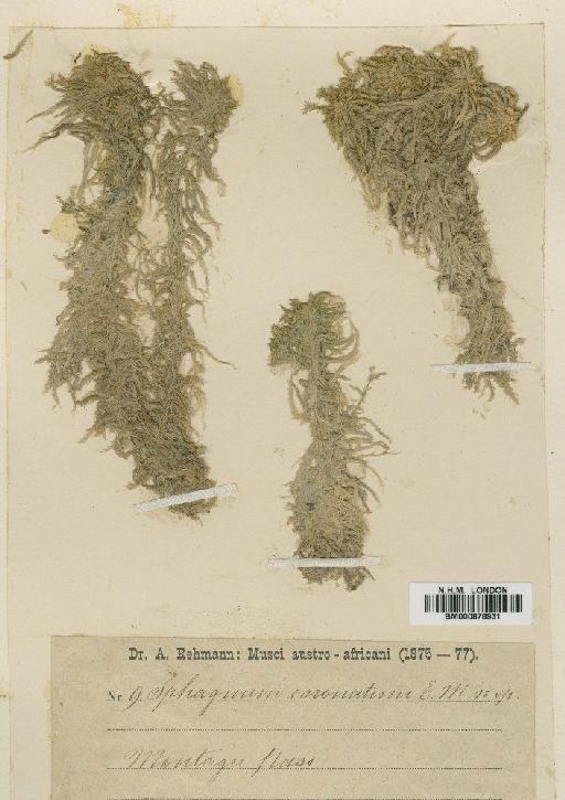 Sphagnum truncatum Hornsch. - BM000878931