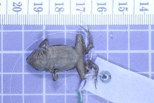 Callulops humicola compta (Zweifel, 1972) - Image of specimen 1961.859