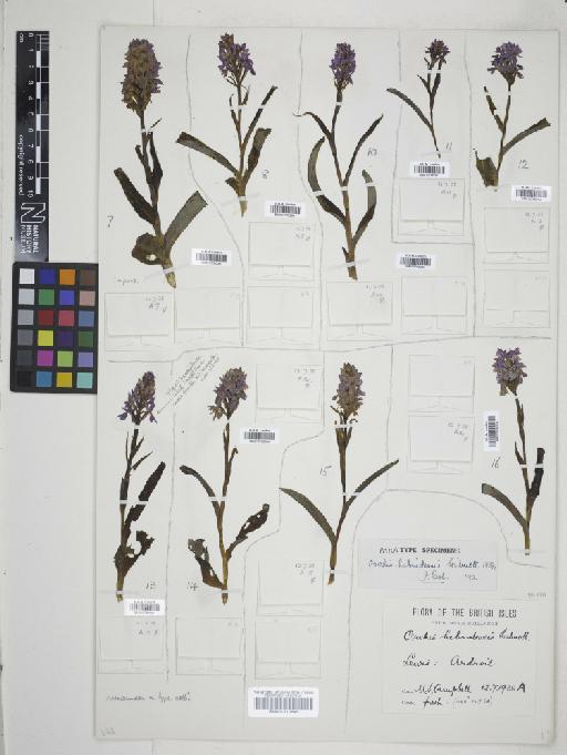 Dactylorhiza fuchsii subsp. hebridensis (Wilmott) Soó - 001010646