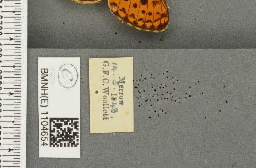 Boloria euphrosyne ab. pittionii Nitsche, 1926 - BMNHE_1104654_label_16188
