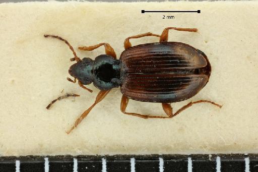 Bembidion (Peryphus) insidiosum clops Andrewes, 1935 - 2017-03-19 15-00-51 (C)-Bembidion-clops-NHMUK010580548