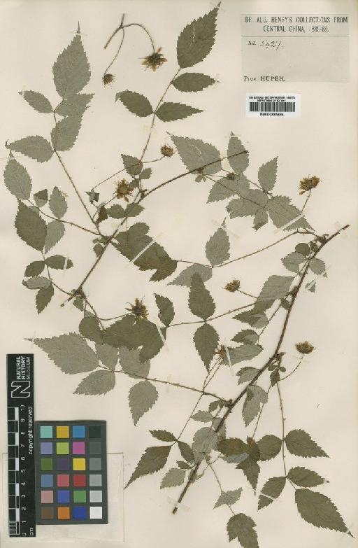 Rubus eucalyptus Focke - BM000885494