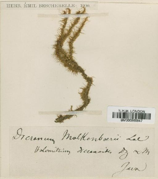 Braunfelsia dicranoides (Dozy & Molk.) Broth. - BM000965847