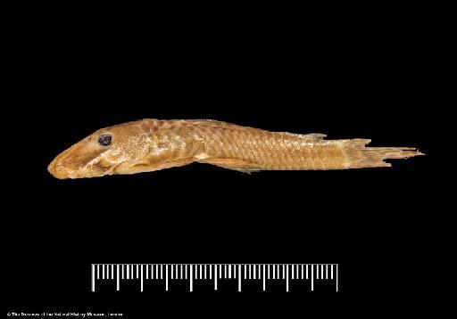 Xenocara heterorhynchus Regan, 1912 - BMNH 1911.12.20.35-36, SYNTYPES, Xenocara heterorhynchus_a, lateral