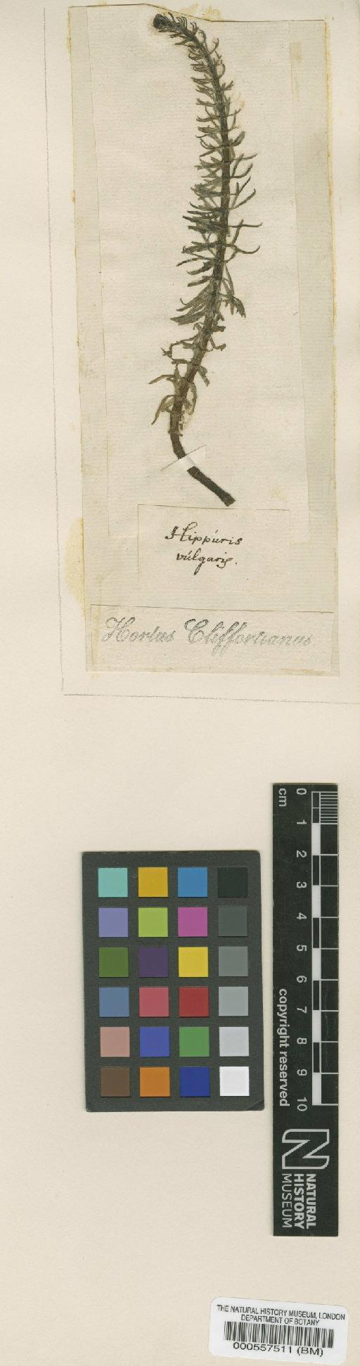 Hippuris vulgaris L. - BM000557511