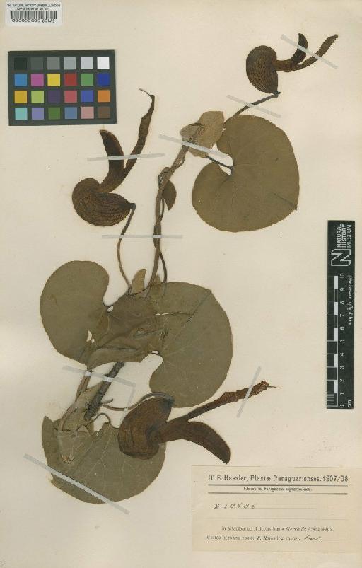 Aristolochia malmeana Hoehne - BM000092600