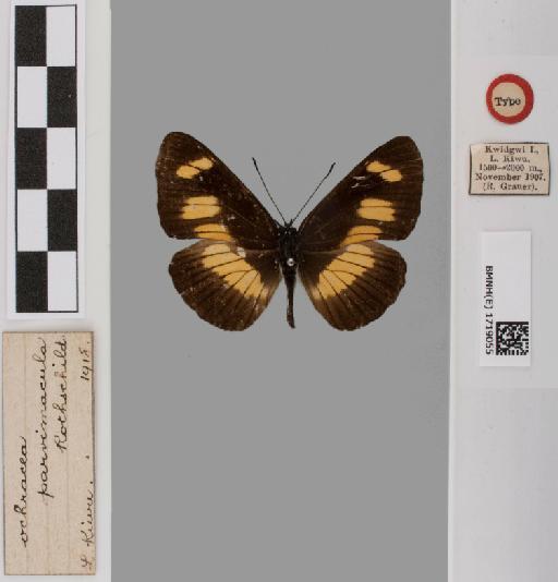 Neptis ochracea Evans - BMNH(E)#1719055_Neptis_ochracea_parvimacula_Rothschild_holotype_male_labels