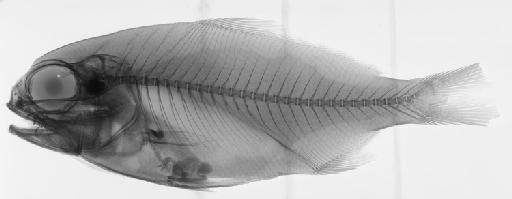 Polymixia japonica Günther, 1877 - BMNH 1880.5.1.3, HOLOTYPE, Polymixia japonica, radiograph