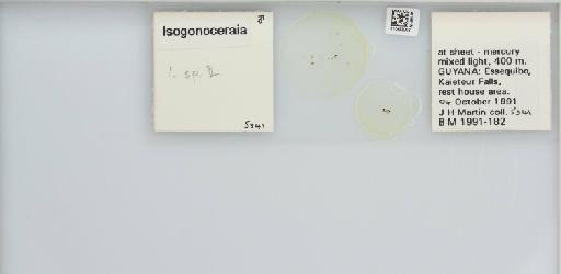 Isogonoceraia Tuthill, 1964 - 013483002_117198_1146272_157715_NonType_result