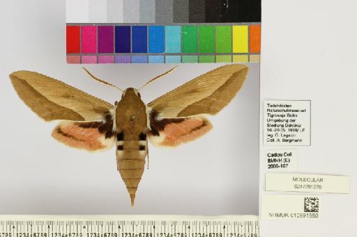 Hyles apocyni (Shchetkin, 1956) - NHMUK010891550_Hyles_apocyni_dorsal_and_labels.JPG