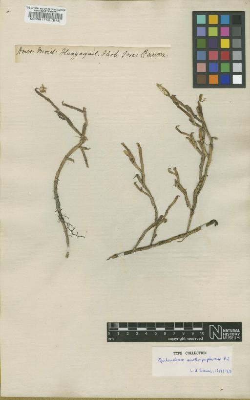 Epidendrum anthropophorum Rchb.f. - BM000091749