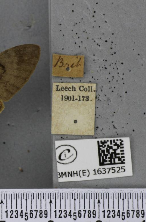 Macroglossum stellatarum (Linnaeus, 1758) - BMNHE_1637525_label_206208