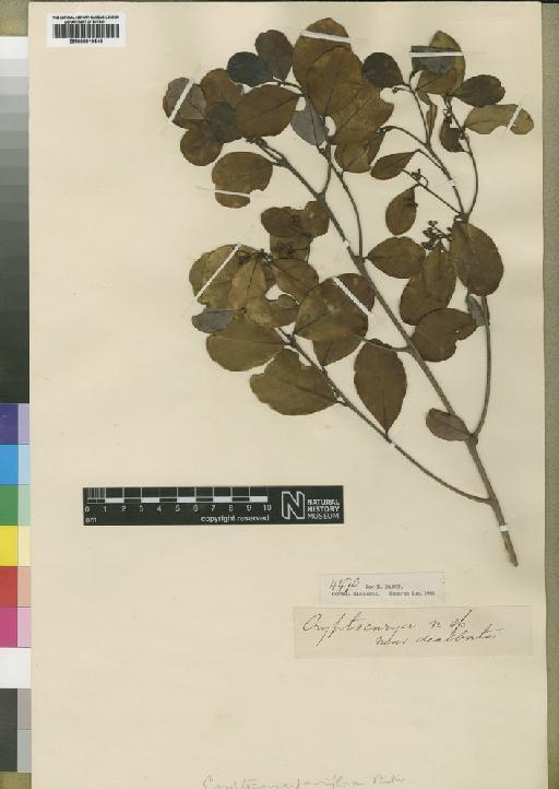 Ravensara pauciflora (Baker) Kosterm. - BM000910540