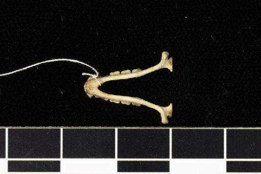 Rhinolophus euryotis timidus K. Andersen, 1905 - 1860_1_10_5-Rhinolophus_euryotis_timidus-Holotype-Skull-mandibles-ventral