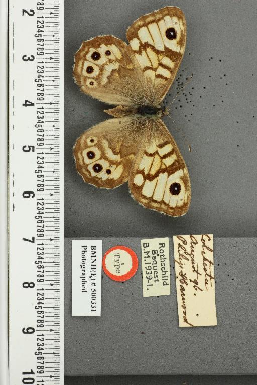 Lasiommata megera ab. bradanfelda Blackie, 1920 - BMNHE_500331_30041