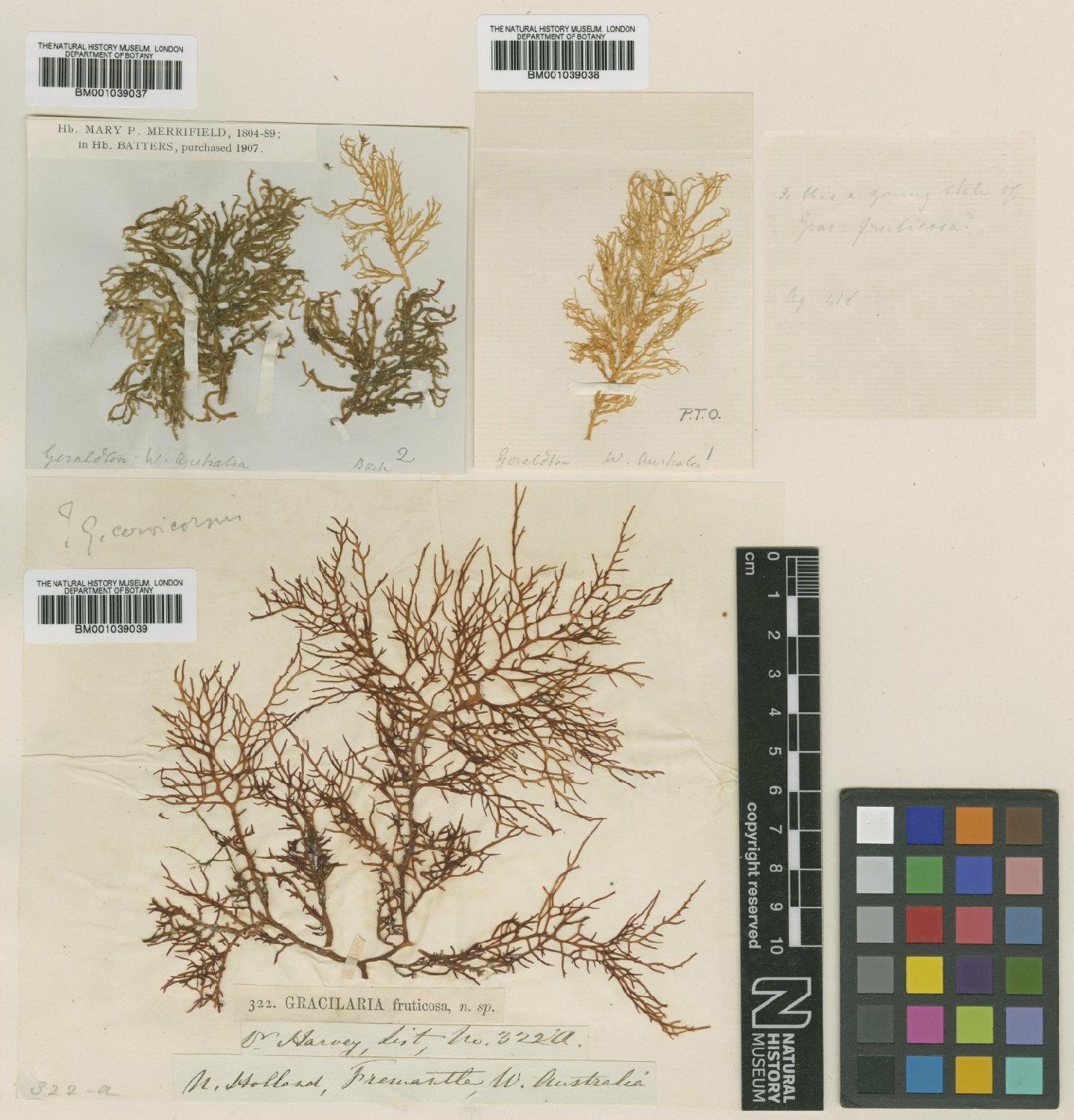 To NHMUK collection (Gracilaria fruticosa Harv.; TYPE; NHMUK:ecatalogue:705942)