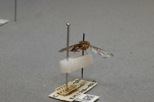 Episyrphus balteatus (De Geer, 1776) - 012516441_additional_1